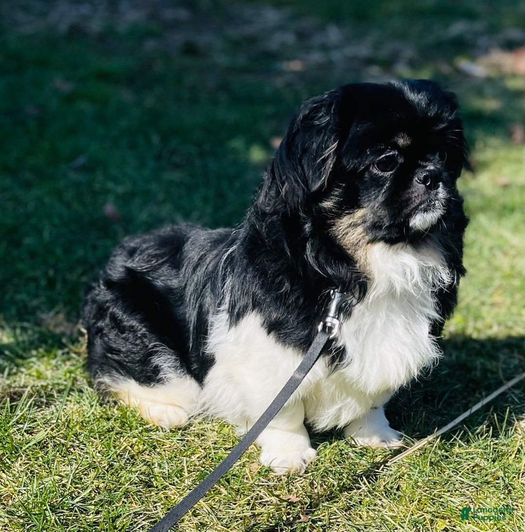 Pekingese dogs for sale: ACA Dobby BLACK and tan - Ad 9