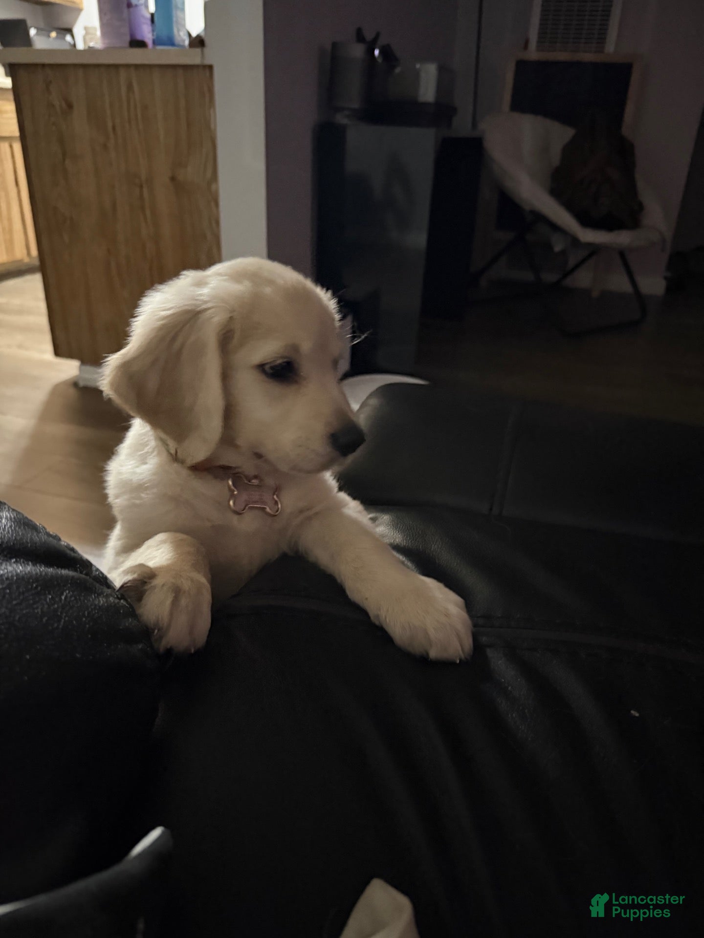 Golden Retriever dogs Golden Retriever 1 - Ad 39