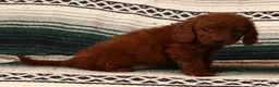 Mini Goldendoodle dogs for sale: Molly - Ad 3