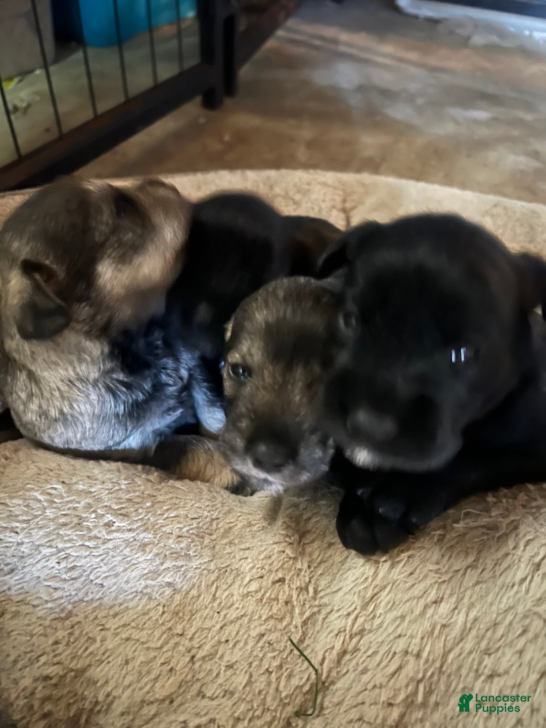 Miniature Schnauzer dogs for sale: Tom  - Ad 5