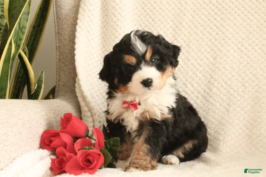 Mini Bernedoodle dogs for sale: Valentine - Ad 6