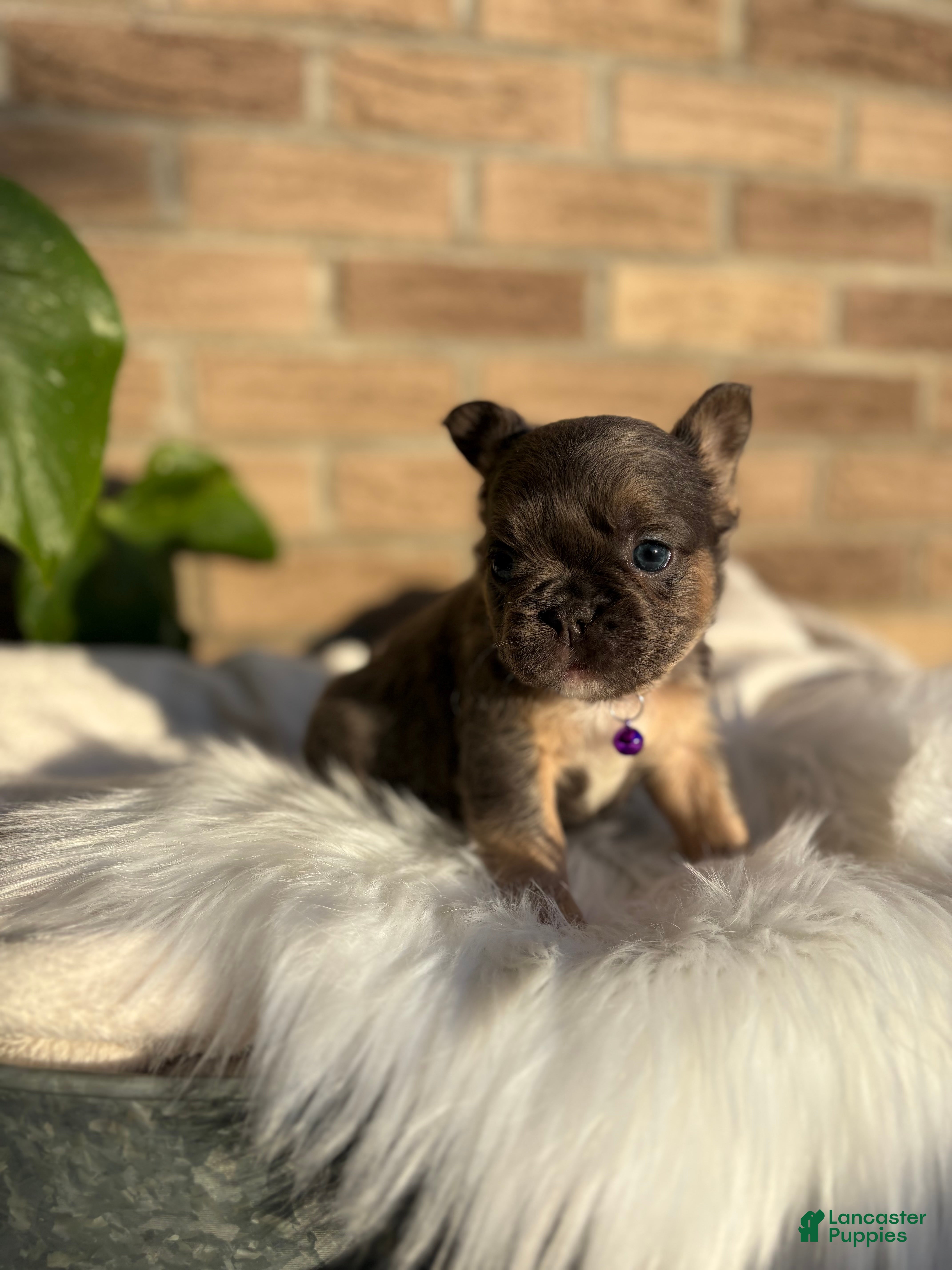 French Bulldog dogs French Bulldog Puppy 6 - Ad 2