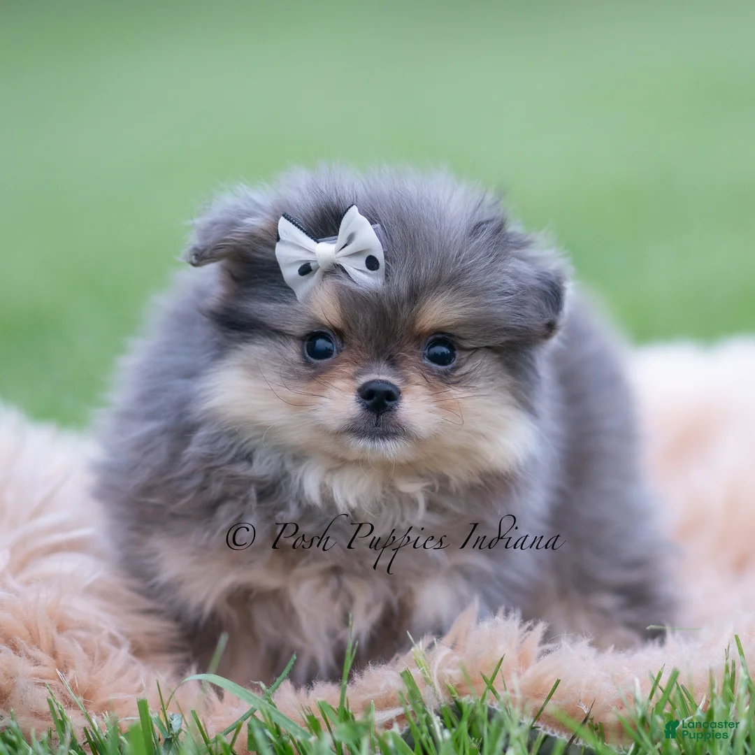 Pomeranian dogs for sale: Cobalt - Ad 4