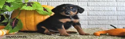 Mixed Breed dogs for sale: Bella - Ad 5