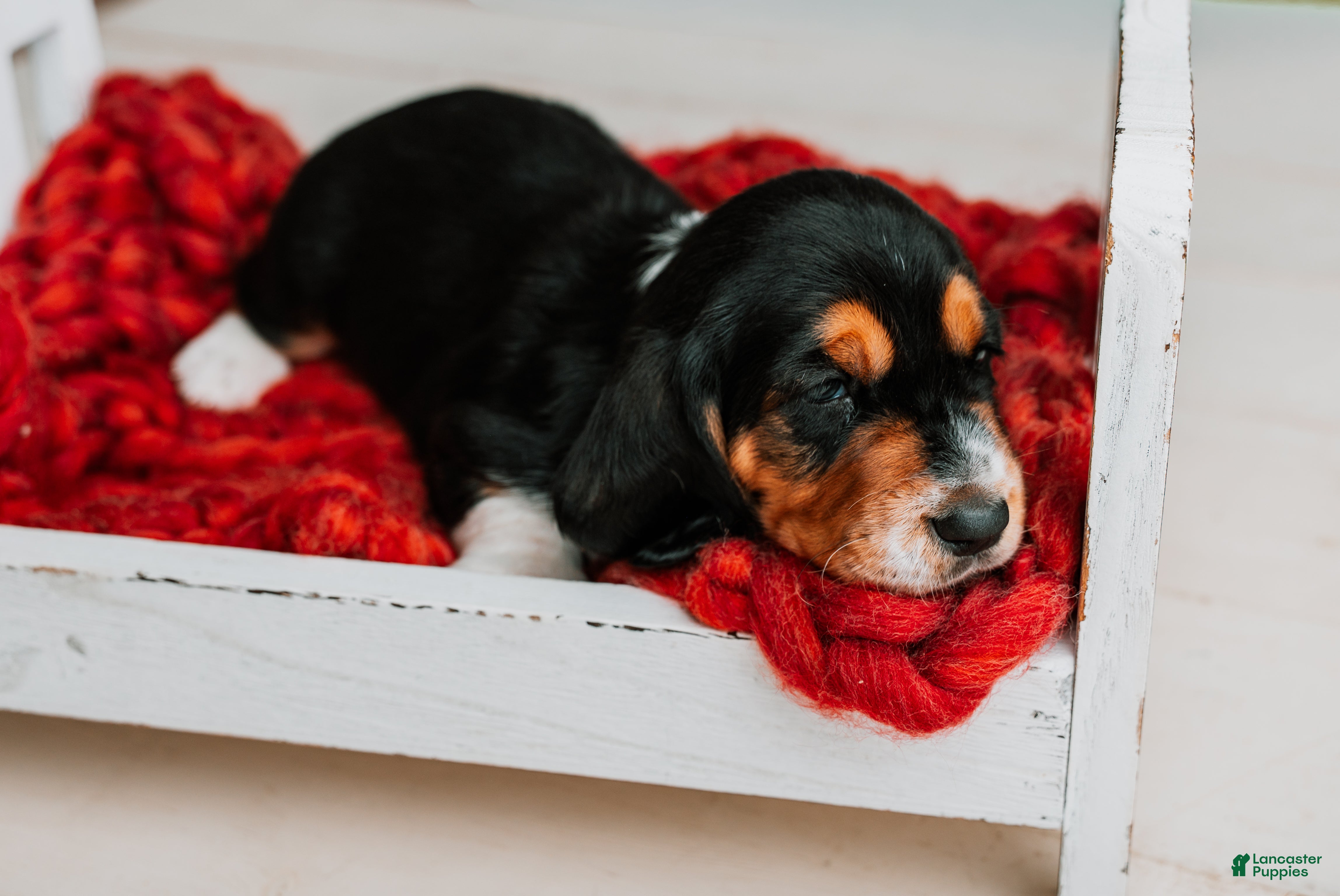 Basset Hound dogs Avery  - Ad 2