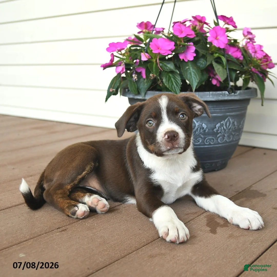 Mixed Breed dogs for sale: Renee - Ad 2