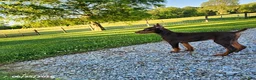 Doberman Pinscher dogs for sale: Gus - Ad 7