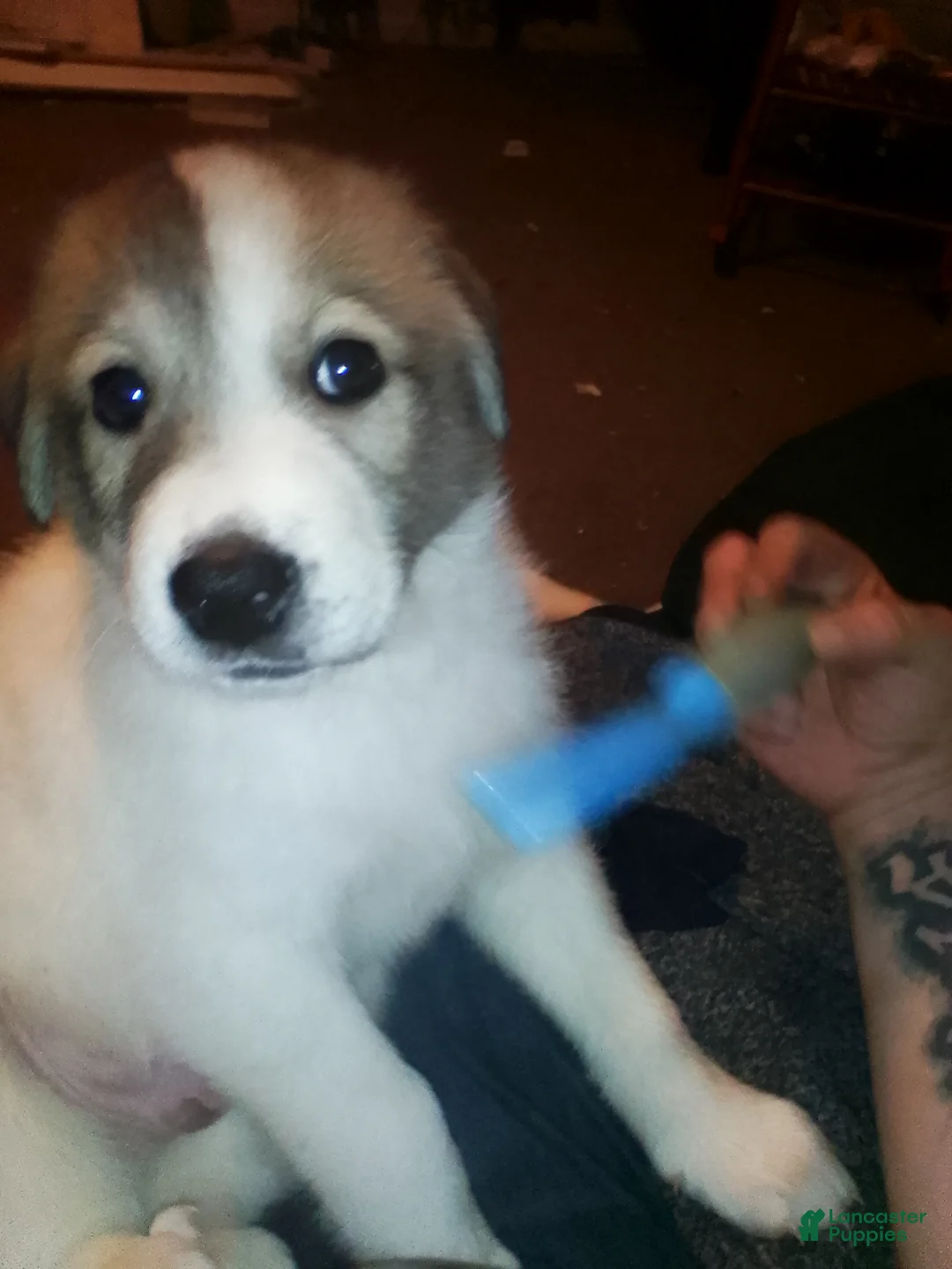 Mixed Breed dogs for sale: Chewy Boy  - Ad 5