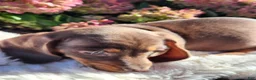 Miniature Dachshund dogs for sale: Cocoa - Ad 3