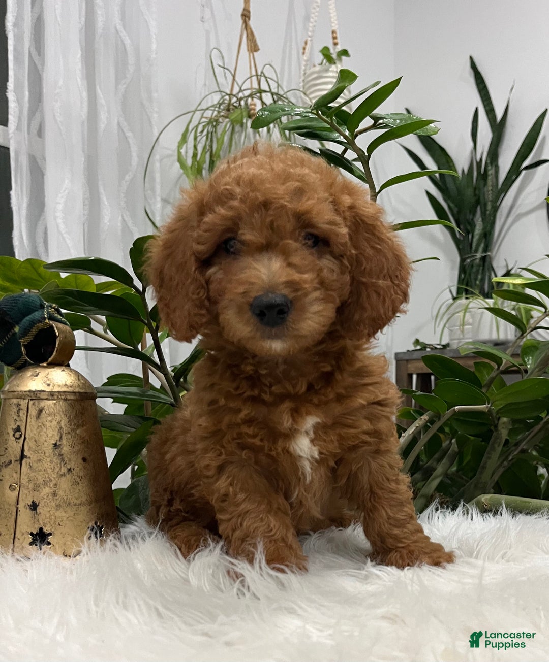 Goldendoodle dogs for sale: Jackson - Ad 4