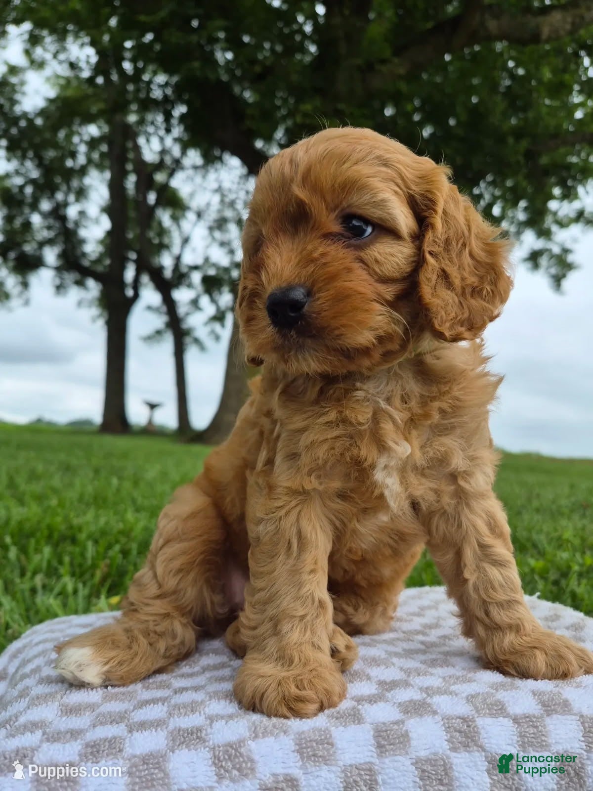 Cavapoo dogs Abby - Ad 2