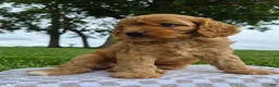 Cavapoo dogs for sale: Abby - Ad 2