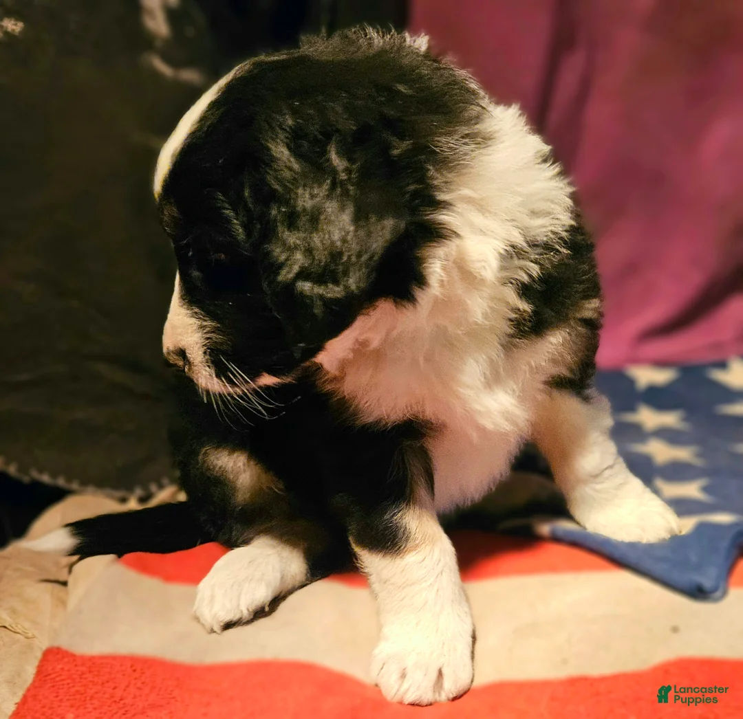 Border Collie dogs for sale: Elfrank - Ad 2