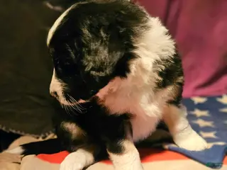 Border Collie dogs Elfrank - Ad 23