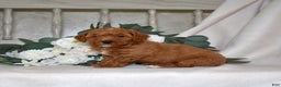 Miniature Poodle dogs for sale: Justin - Ad 4