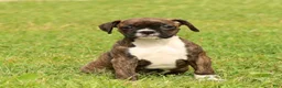 Boxer dogs for sale: Cookie - Ad 7