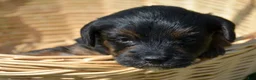 Yorkiepoo dogs for sale: Yorkiepoo Patrick - Ad 4