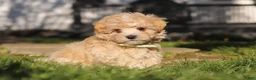 Maltipoo dogs for sale: Lane - Ad 17