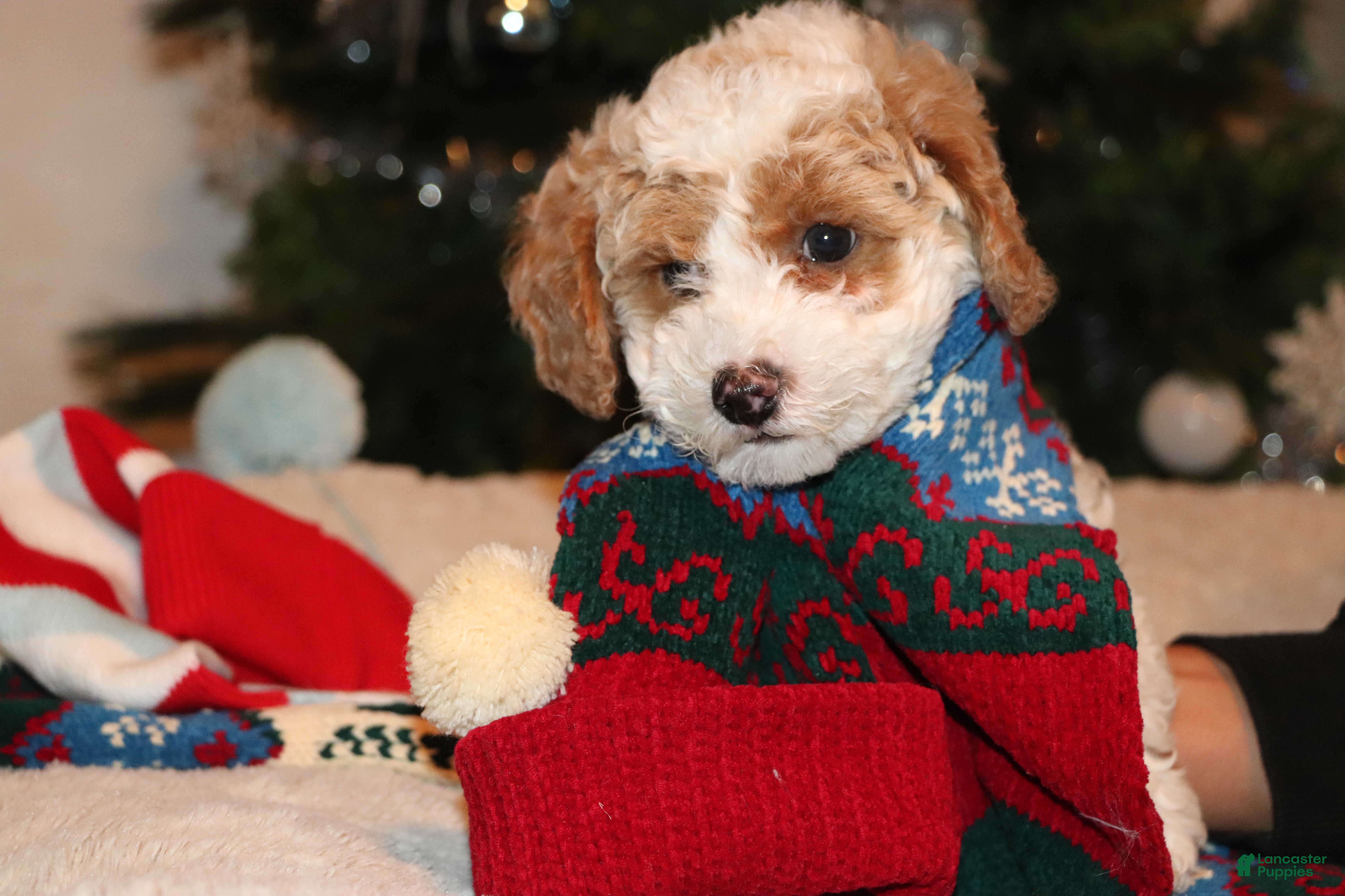 Mixed Breed dogs PJ - Ad 30