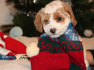 Mixed Breed dogs PJ - Ad 30