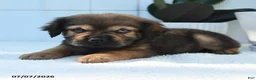 Mini Hippo dogs for sale: Max - Ad 4