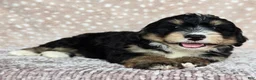 Mini Bernedoodle dogs for sale: Mini Willow - Ad 22