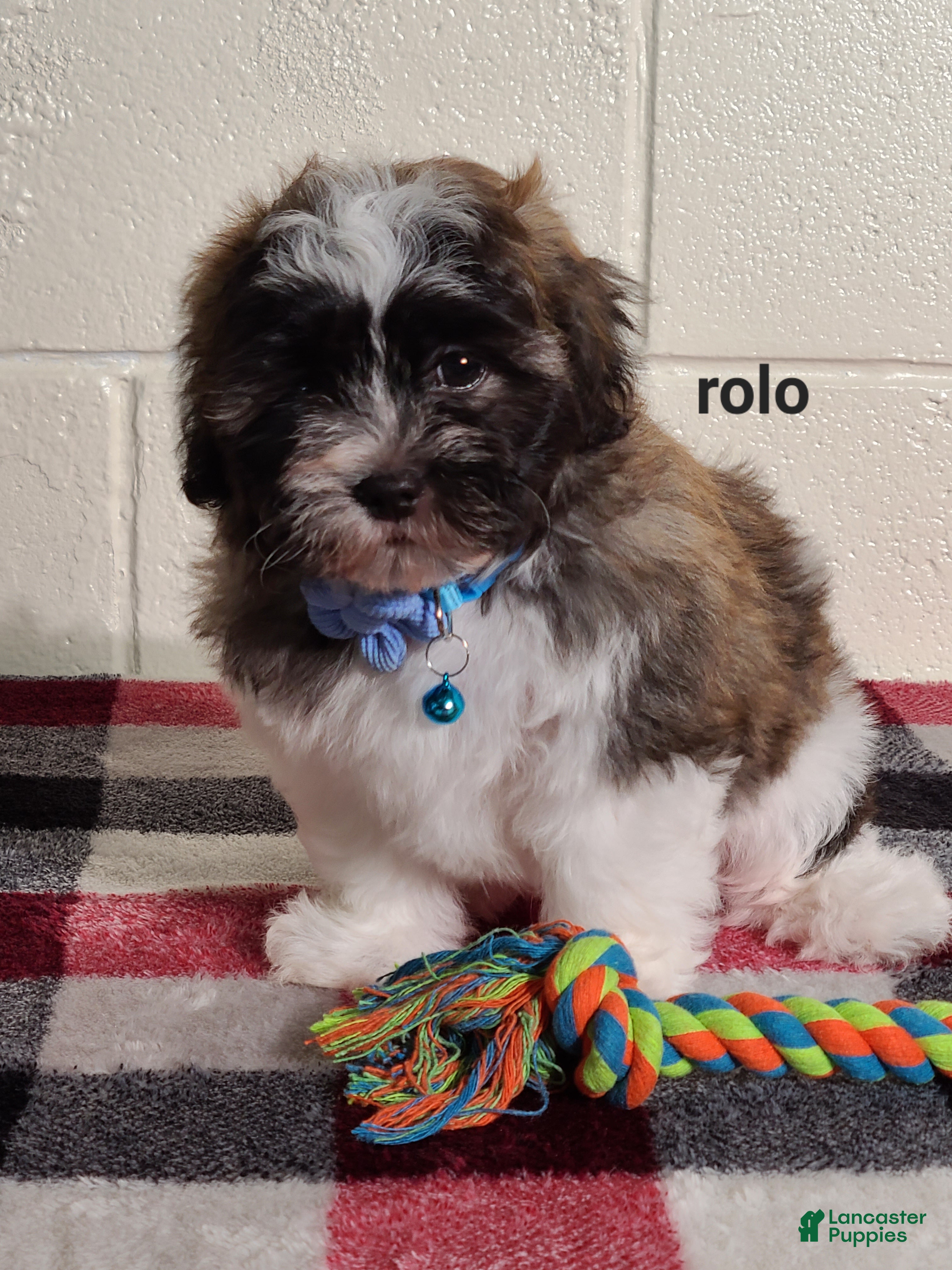 Teddy Bear dogs for sale: Rolo  - Ad 1
