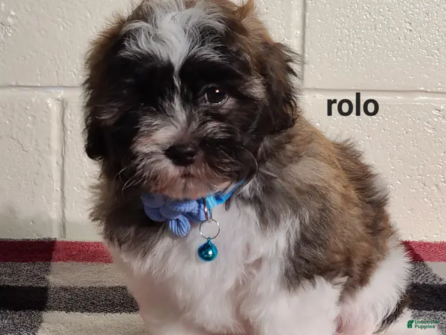 Teddy Bear dogs for sale: Rolo - Ad 1