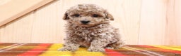 Bichpoo dogs for sale: Gary - Ad 2