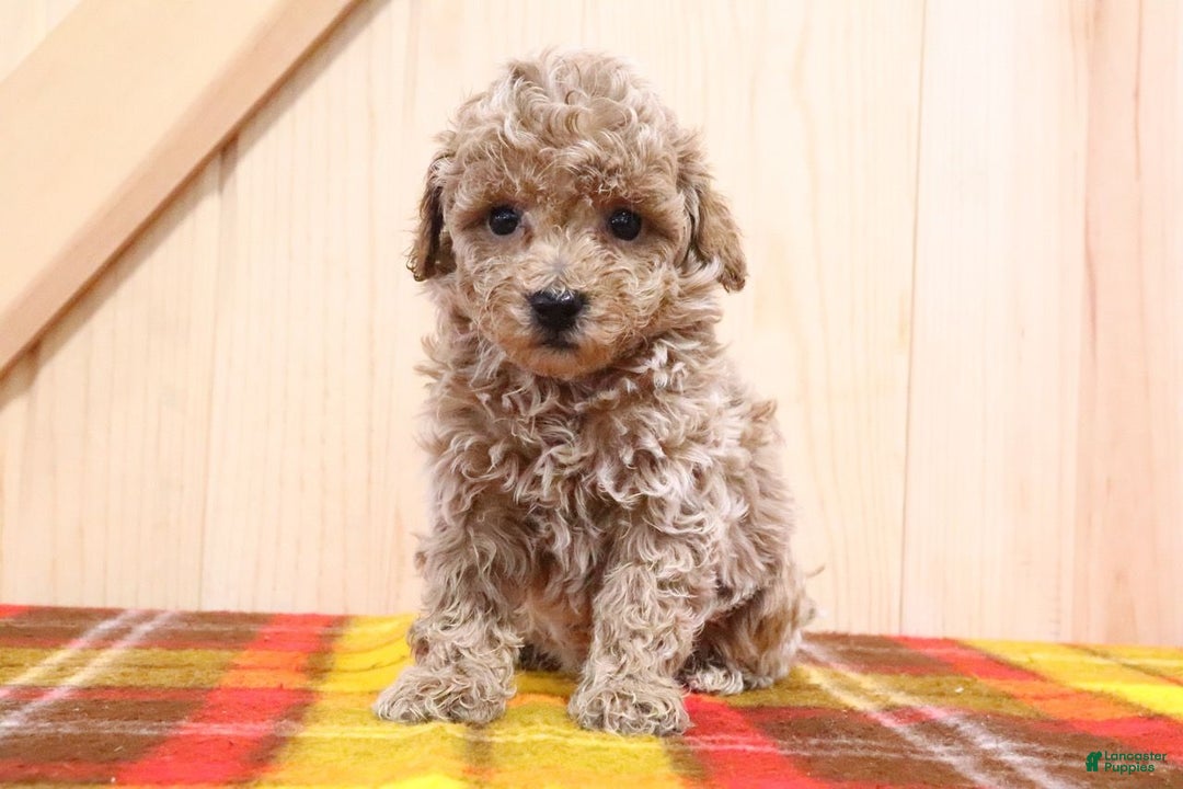 Bichpoo dogs for sale: Gary - Ad 2