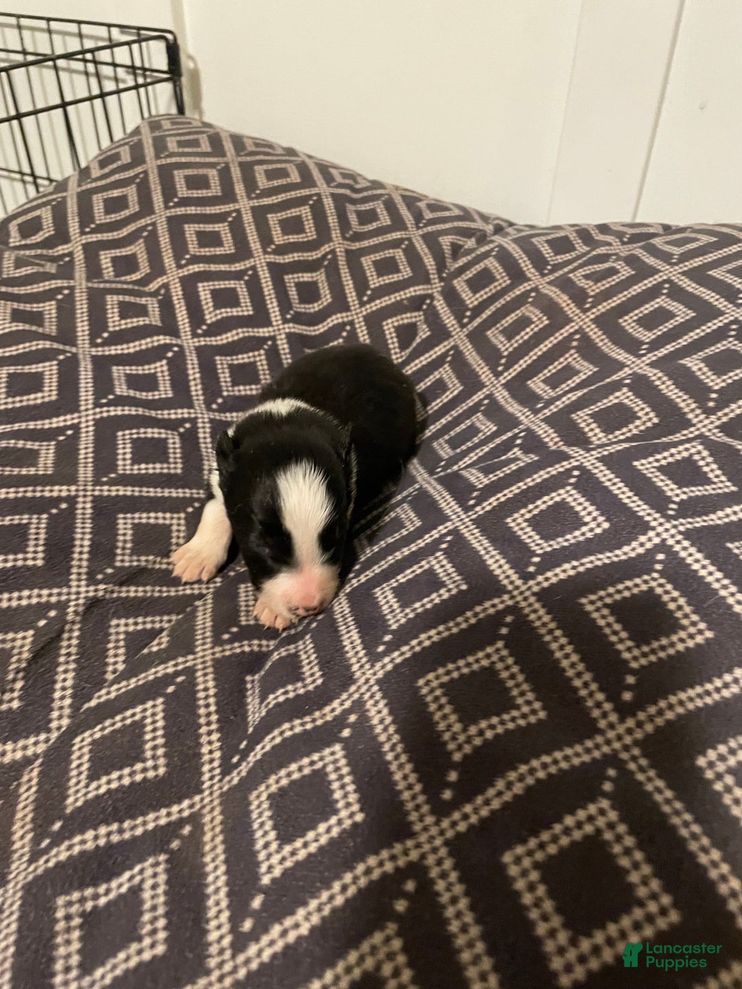 Border Collie dogs for sale: Blossom  - Ad 1