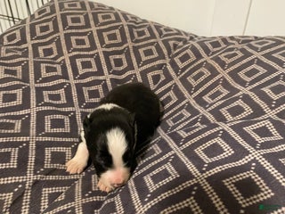 Border Collie dogs Border Collie Puppy 2 - Ad 8