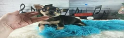 Chihuahua dogs for sale: Blk tan male B Hand Delivery  - Ad 3