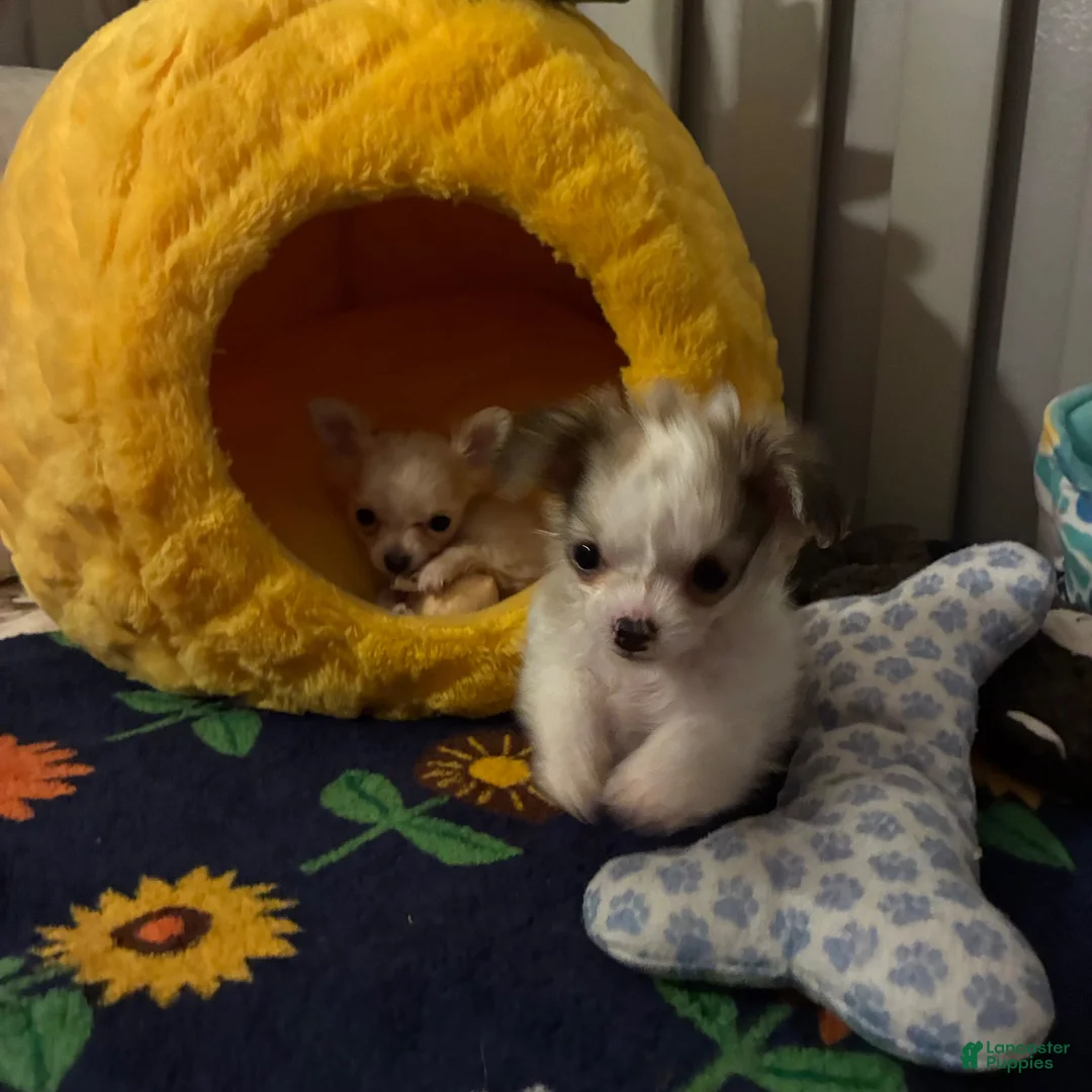 Chihuahua dogs for sale: Chihuahua 2 - Ad 2