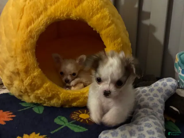 Chihuahua dogs for sale: Chihuahua 2 - Ad 2