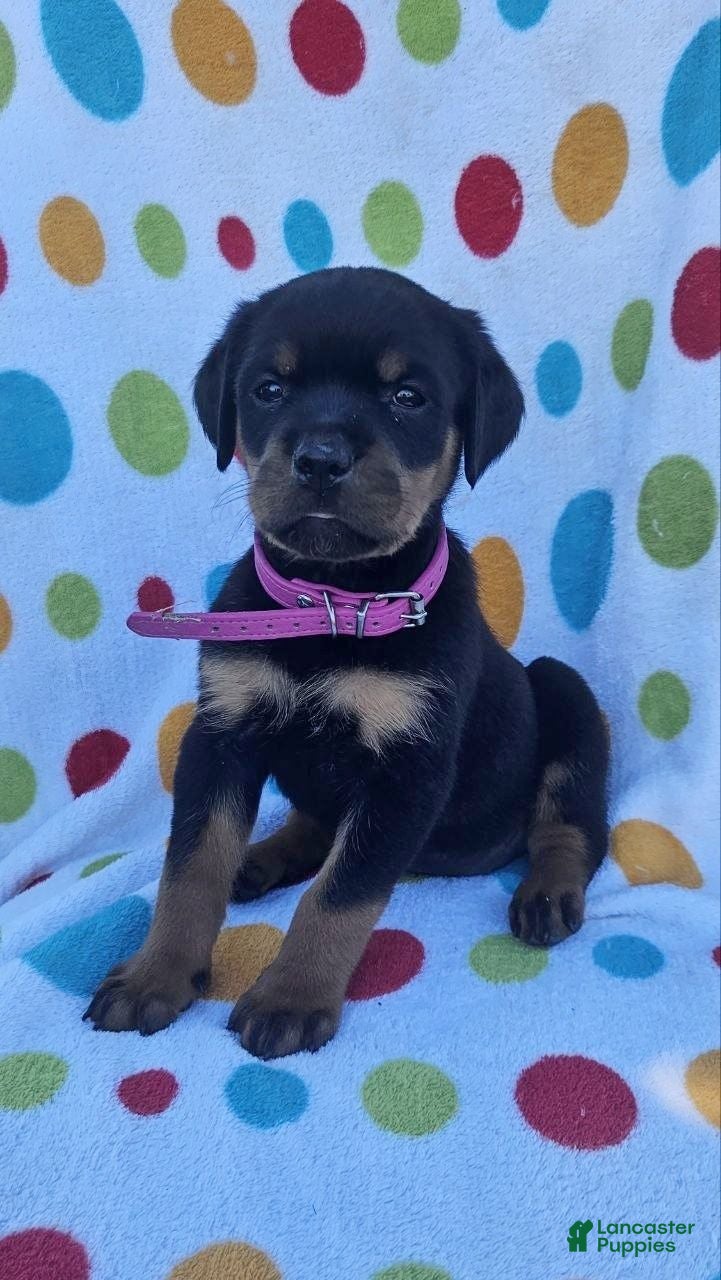 Rottweiler dogs Lily - Ad 2