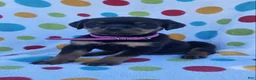 Rottweiler dogs for sale: Lily - Ad 2