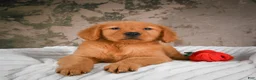 Golden Retriever dogs for sale: Luna - Ad 9