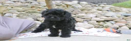 Cavapoo dogs for sale: Sophie - Ad 3