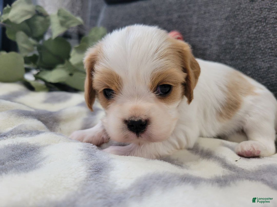 Cavalier King Charles Spaniel dogs for sale: Maddy - Ad 6