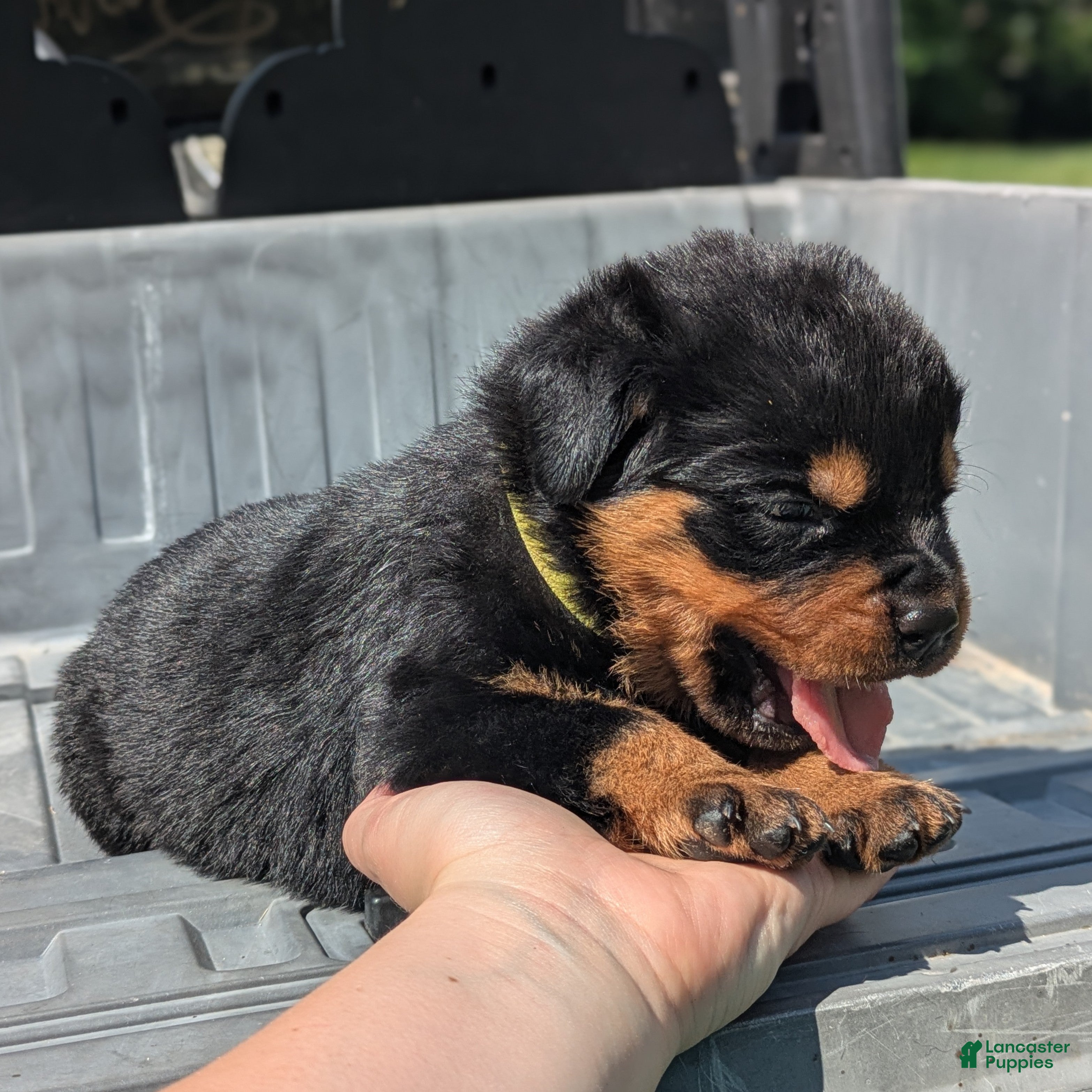 Rottweiler dogs Alfa - Ad 2