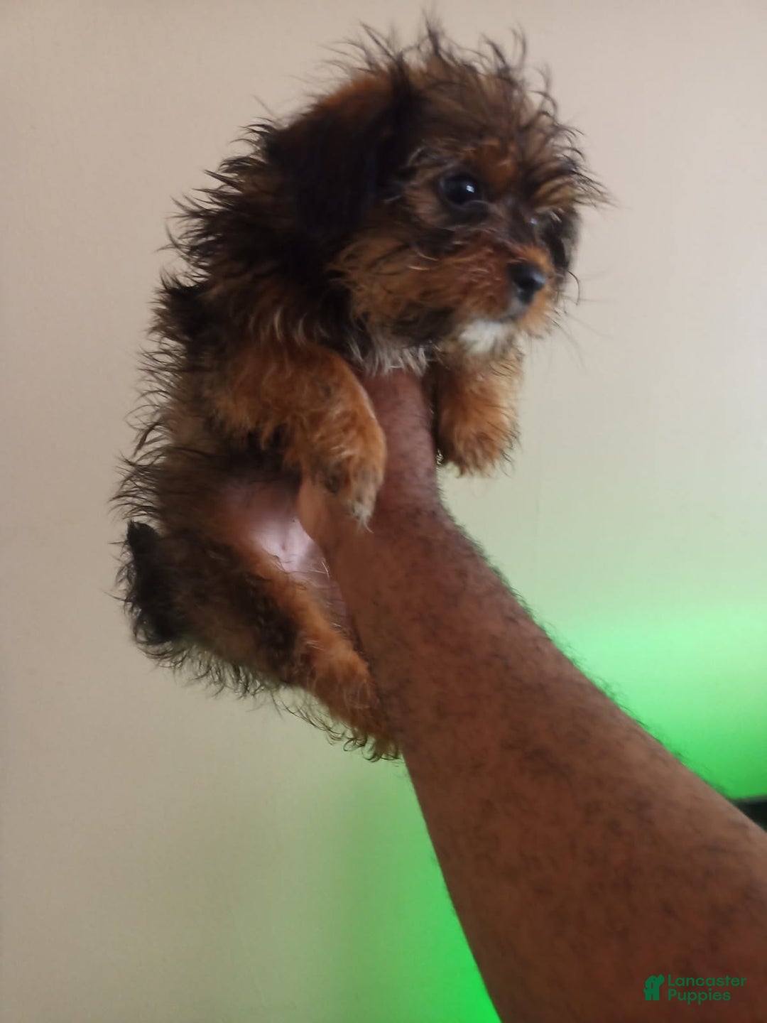 Shorkie dogs for sale: Cheesecake - Ad 9