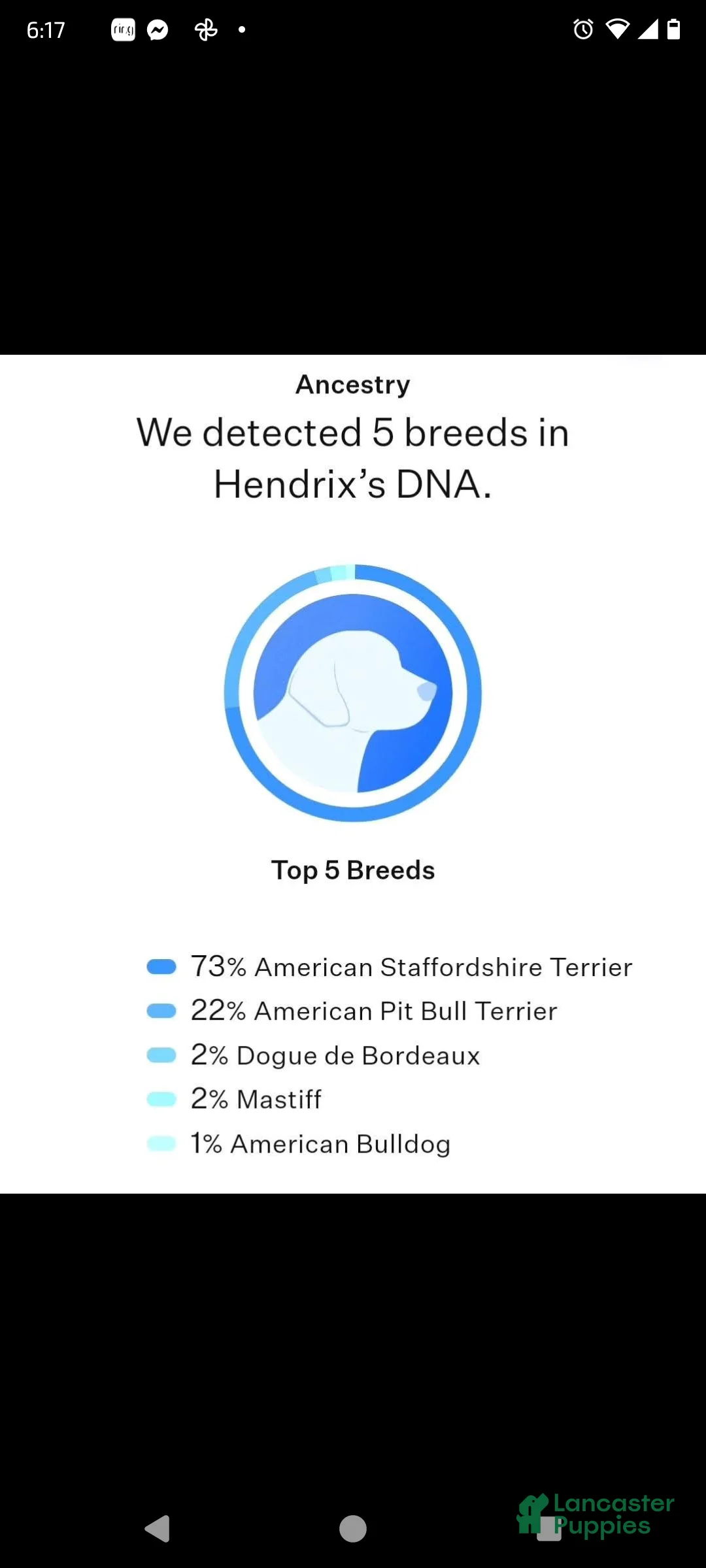 Mixed Breed dogs for stud: Hendrix  - Ad 2