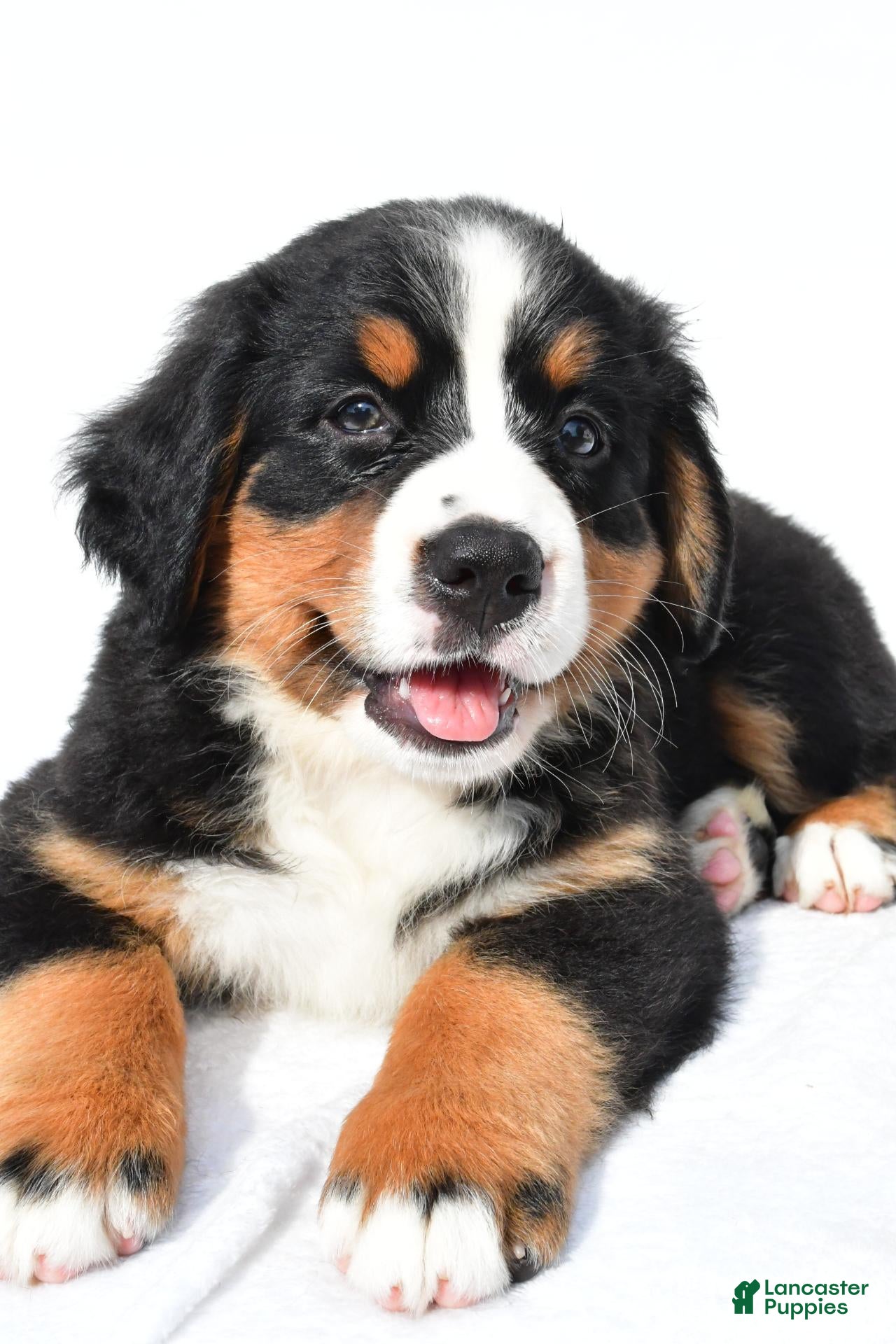 Bernese Mountain Dog dogs Peggy - Ad 2