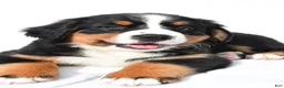 Bernese Mountain Dog dogs for sale: Peggy - Ad 2