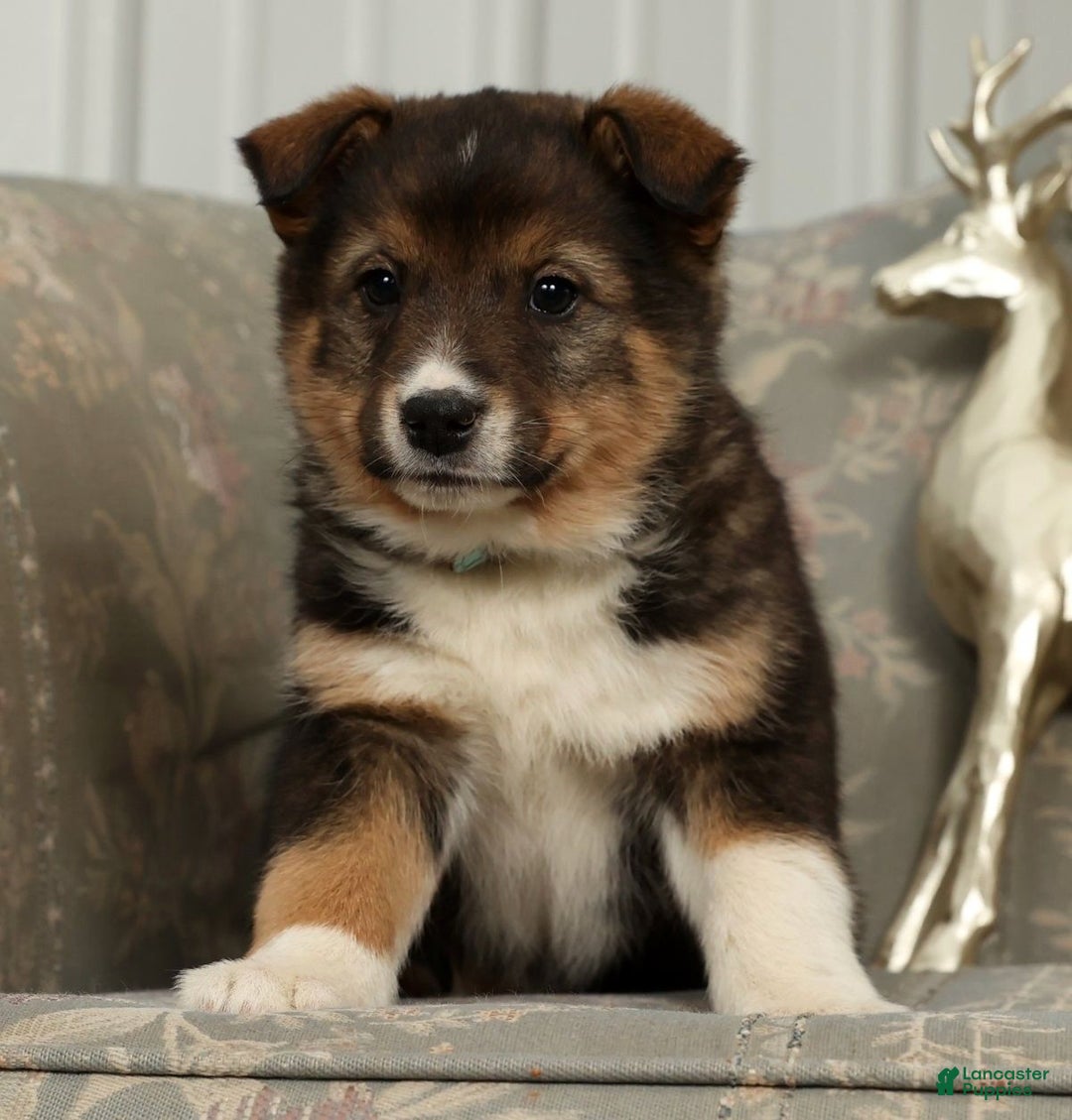 Australian Shepherd dogs for sale: Zeke - Ad 1