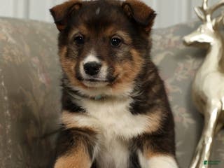 Australian Shepherd dogs Zeke - Ad 27