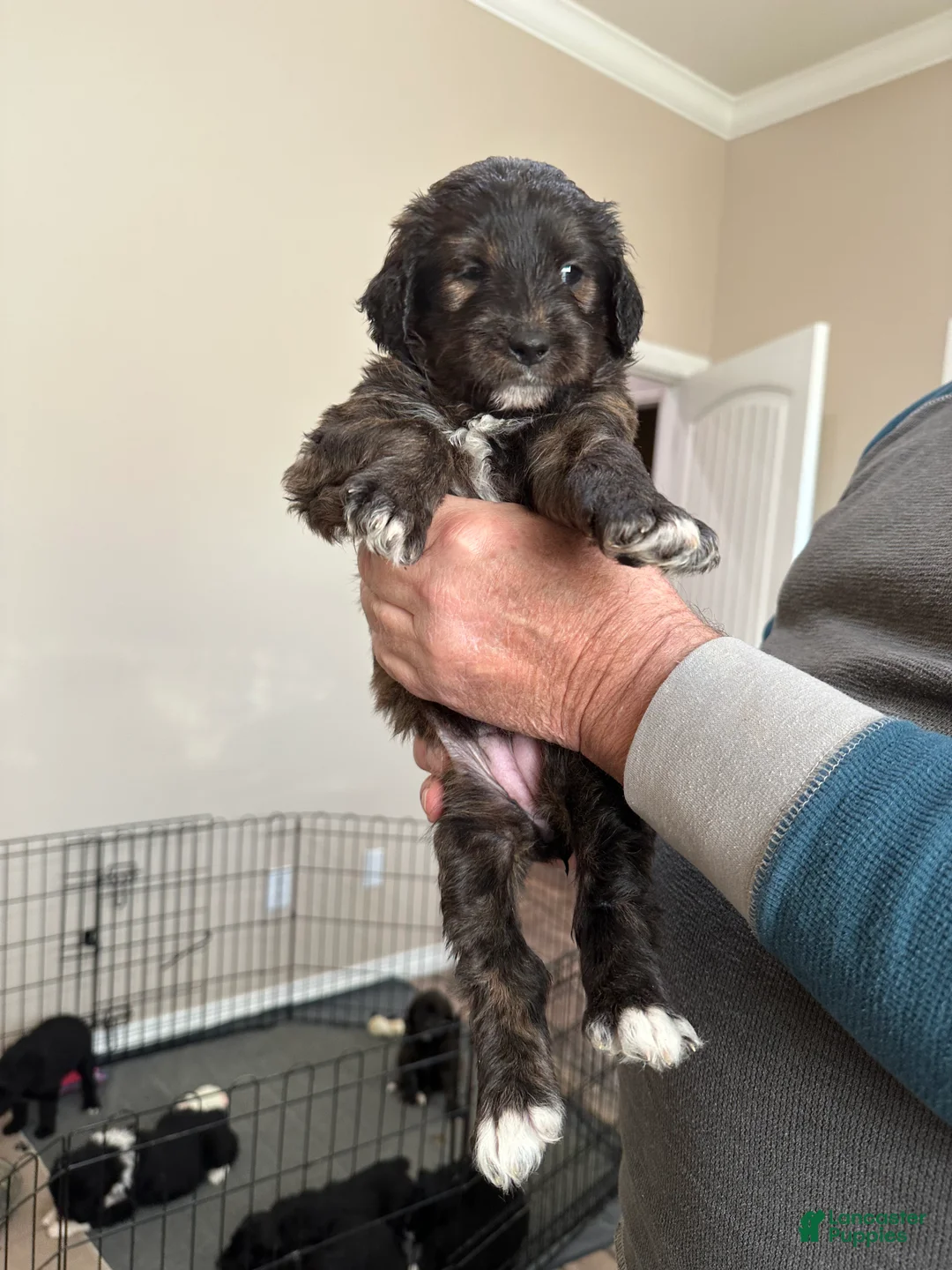 Mixed Breed dogs for sale: Female # 5 English  Shepherd Doodle  - Ad 3