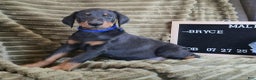 Doberman Pinscher dogs for sale: Bryce - Ad 4