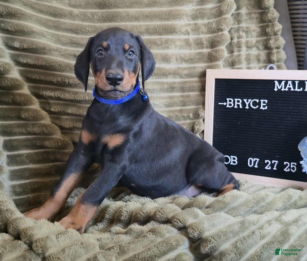 Doberman Pinscher dogs for sale: Bryce - Ad 4